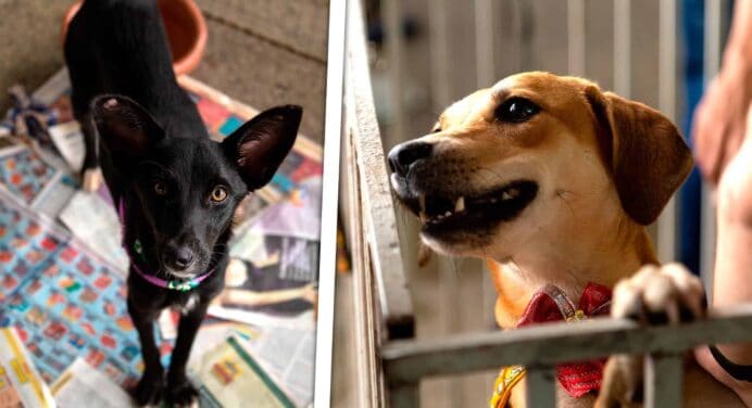 Mascotas Buscan Hogar en La Habana: Feria de Adopciones y Servicios Gratuitos Este Fin de Semana