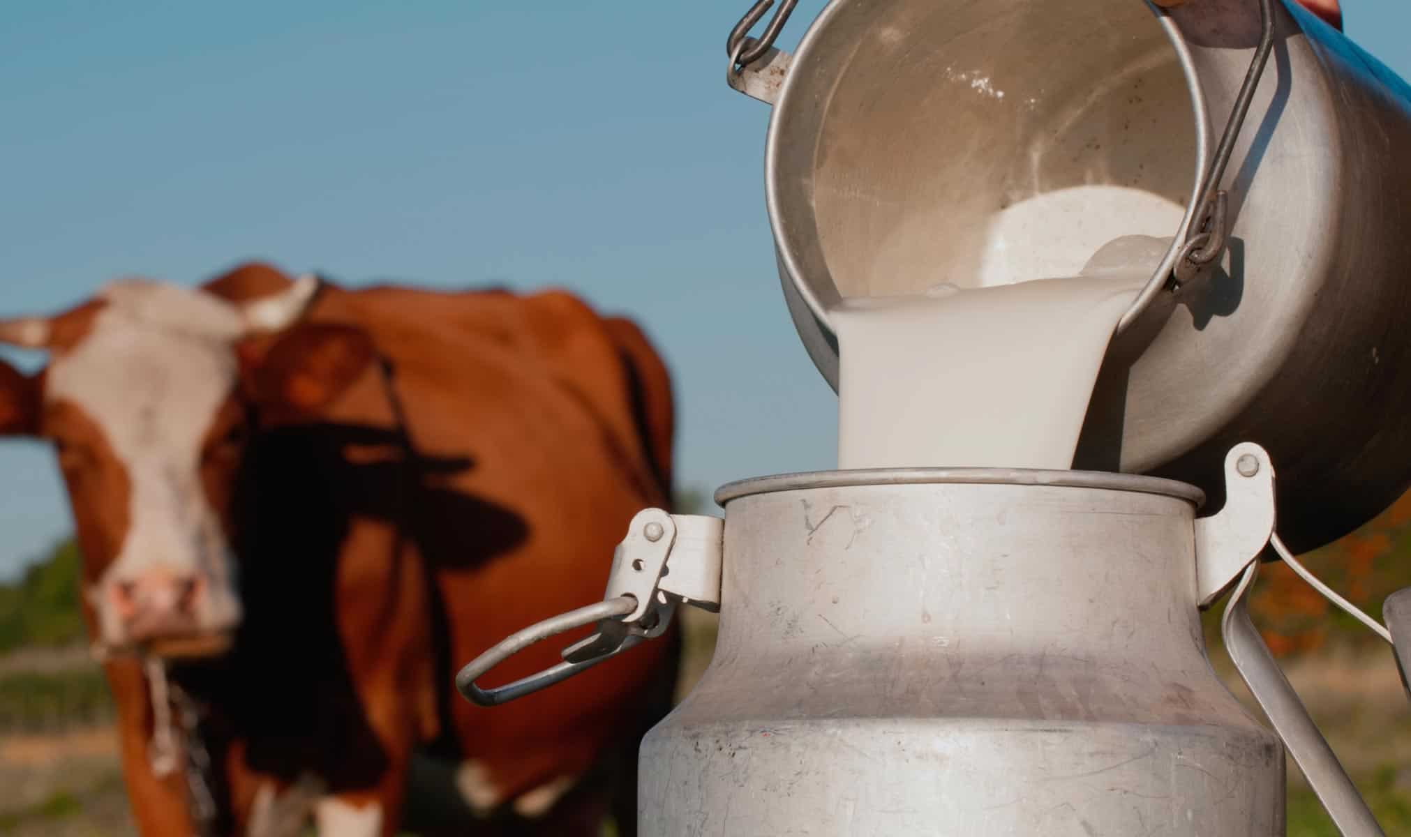 Ganaderos Incumplen Programa de Entrega de Leche en Sancti Spíritus