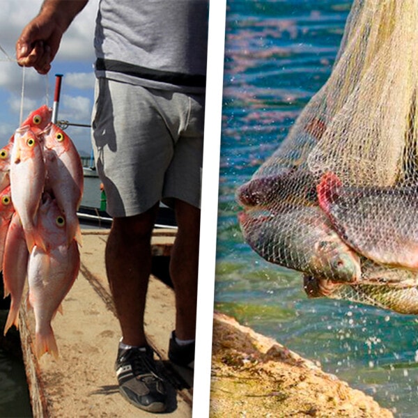 Gobierno Cubano Elimina Restricciones de Comercialización Para Ciertas Especies Marinas