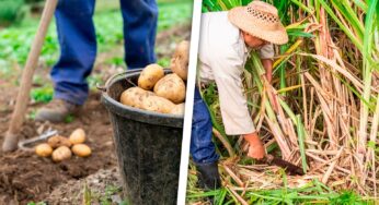 Gobierno Cubano Implementa: “Acciones Fiscales Para Mejorar la Producción Alimenticia”