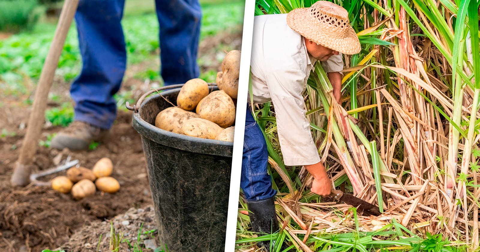 Gobierno Cubano Implementa Acciones Fiscales Para Mejora en Producción Alimenticia