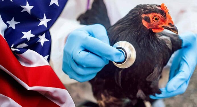 Gripe Aviar en Estados Unidos: Impacto en Humanos Economía y Todo lo que Necesitas Saber