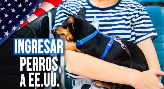 Guía Definitiva Para Ingresar a EE.UU. con Perros: Nuevas Normas Entrarán en Vigor Próximamente