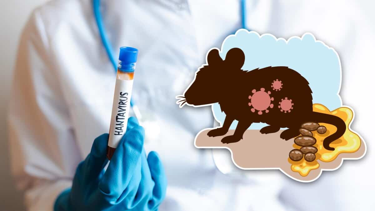 ¿Hay Hantavirus en Cuba? Esto Dicen las Autoridades Sanitarias