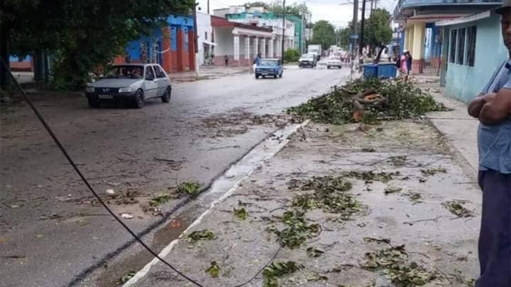 Hojas Ramas y Cable Caído en la Calle