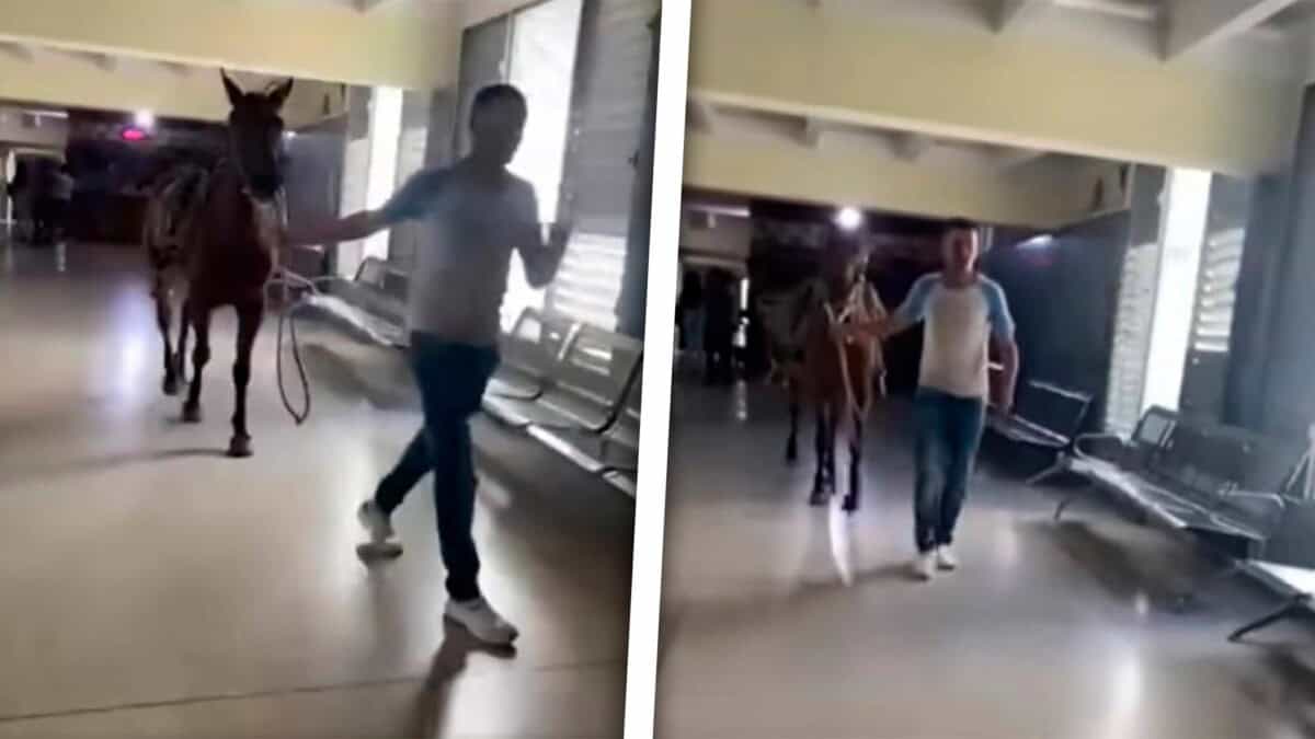 Hombre Borracho Irrumpe a Caballo en Hospital Cubano y Desata el Caos