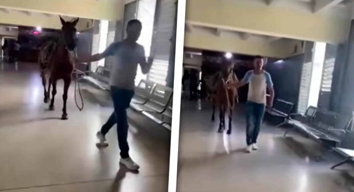 Hombre Borracho Irrumpe a Caballo en Hospital Cubano y Desata el Caos