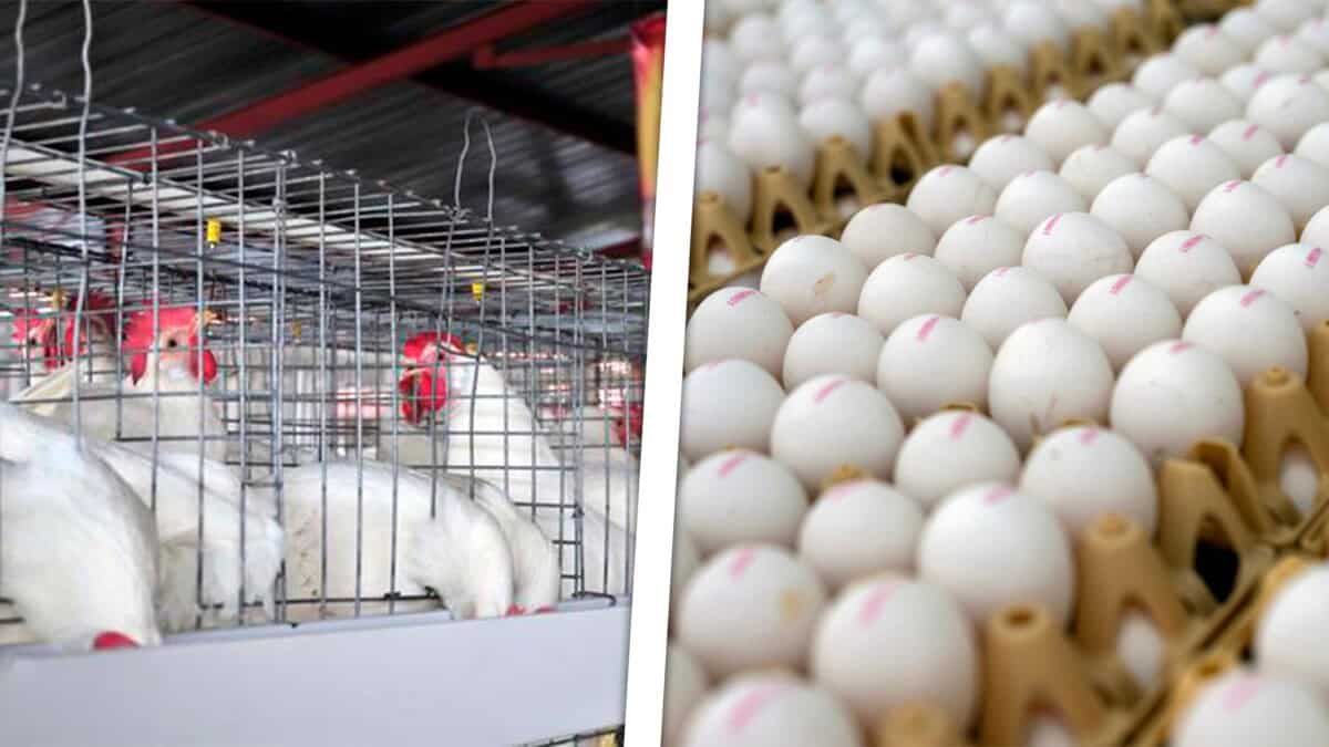 “Huevos Cooperados”: El Experimento que Intenta Salvar la Producción Avícola en Sancti Spíritus
