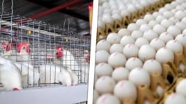 “Huevos Cooperados”: El Experimento que Intenta Salvar la Producción Avícola en Sancti Spíritus