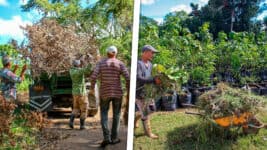 Huracán Rafael Arrasó el Jardín Botánico de La Habana ¿Cómo Avanza su Recuperación?