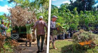 Huracán Rafael Arrasó el Jardín Botánico de La Habana ¿Cómo Avanza su Recuperación?