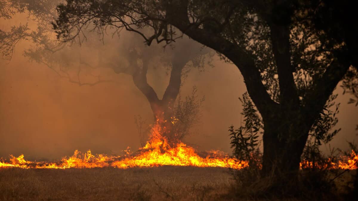 Incendio Forestal de Grandes Proporciones Está Arrasando Ahora en Pinar del Río: Todos los Detalles Aquí