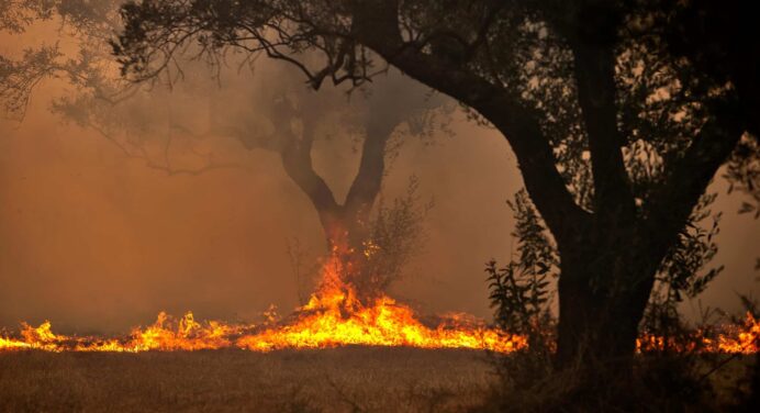 Incendio Forestal de Grandes Proporciones Está Arrasando Ahora en Pinar del Río: Todos los Detalles Aquí