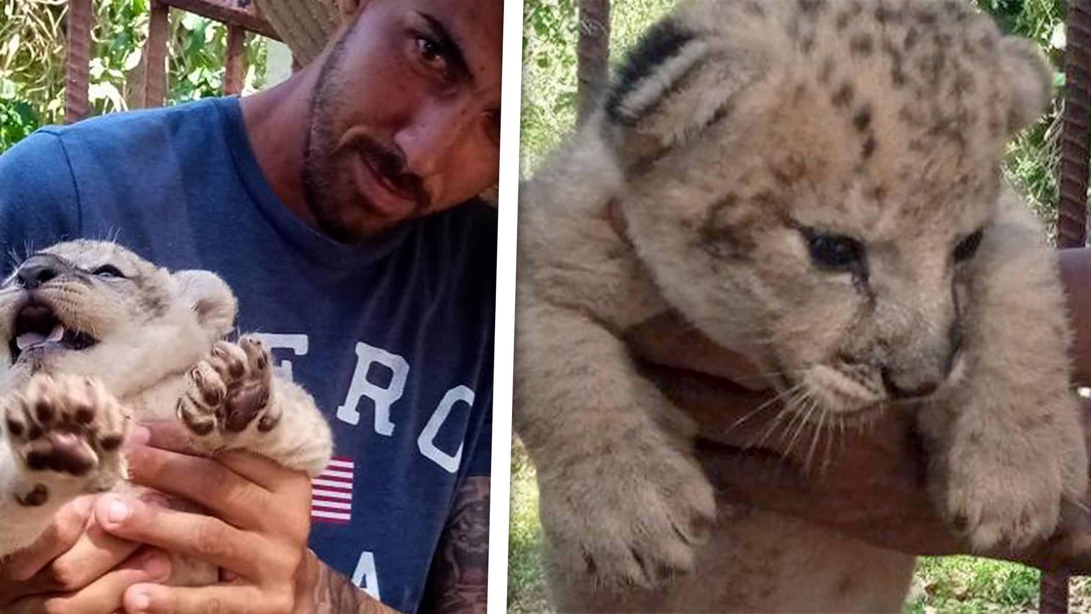 ¡Increíble! Zoológico Cubano Celebra el Nacimiento de un Nuevo Rey de la Selva Después de Ocho Años