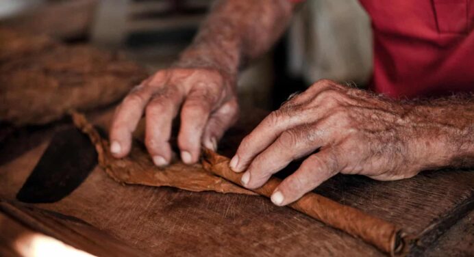 Informan Pronósticos sobre Campaña Tabacalera en Cuba 2023