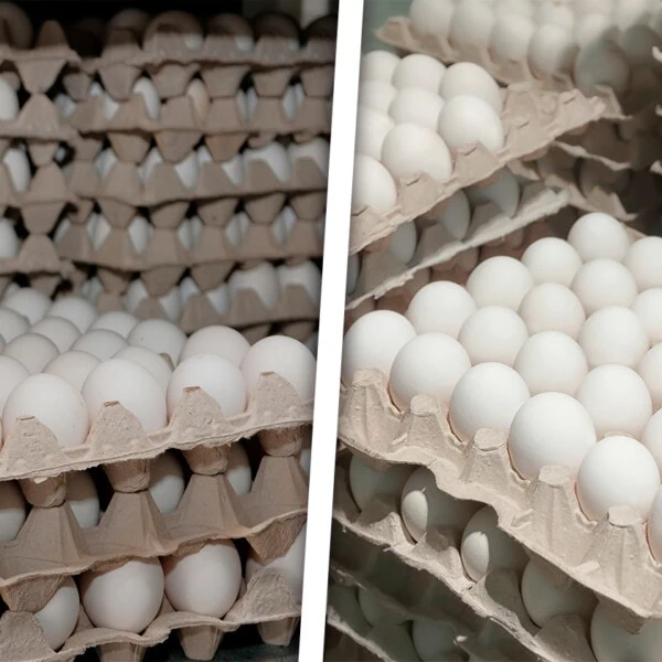 Informan del Envío de Huevos a Cuba Desde un País Latinoamericano
