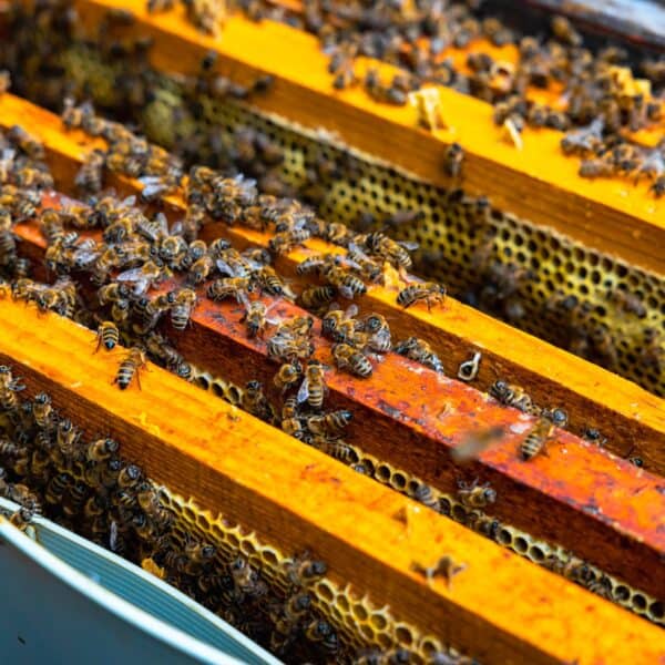 Informan sobre Producción de Miel de Abejas Ecológica en Santiago de Cuba