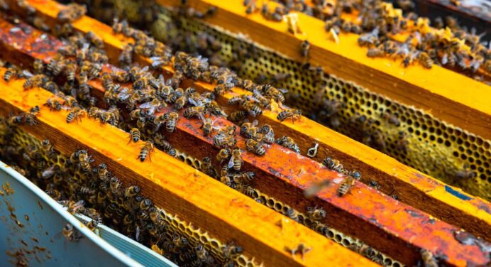 Informan sobre Producción de Miel de Abejas Ecológica en Santiago de Cuba