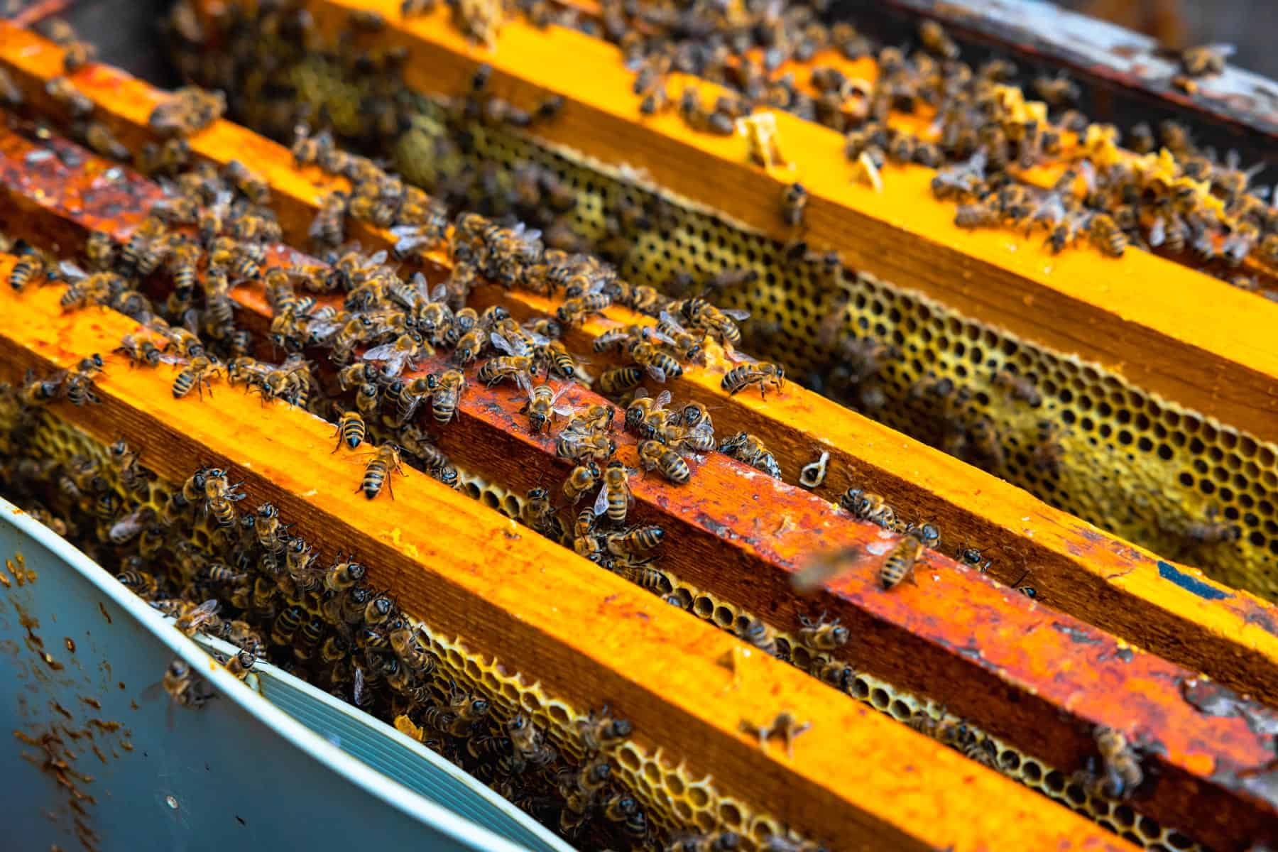 Informan sobre Producción de Miel de Abejas Ecológica en Santiago de Cuba