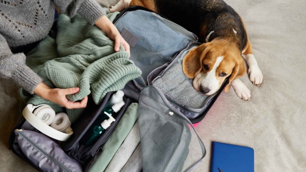 Nuevas reglas para entrar a EE.UU. con perros en 2025