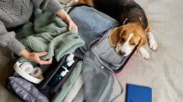 Nuevas reglas para entrar a EE.UU. con perros en 2025