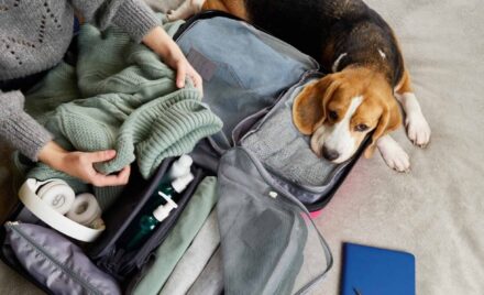 Nuevas reglas para entrar a EE.UU. con perros en 2025