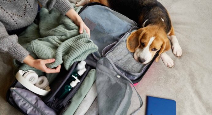 Guía Definitiva para Ingresar a Estados Unidos con tu Perro