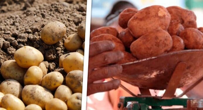 Iniciará la Venta de Papa en las Bodegas de Cuba: ¿Cuándo Llegará a tu Provincia?