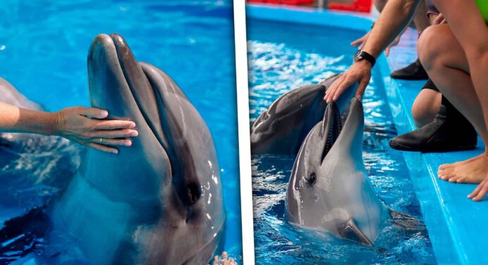 Cayo Guillermo Lanza Innovadora Terapia con Delfines para Atraer Turistas de Bienestar