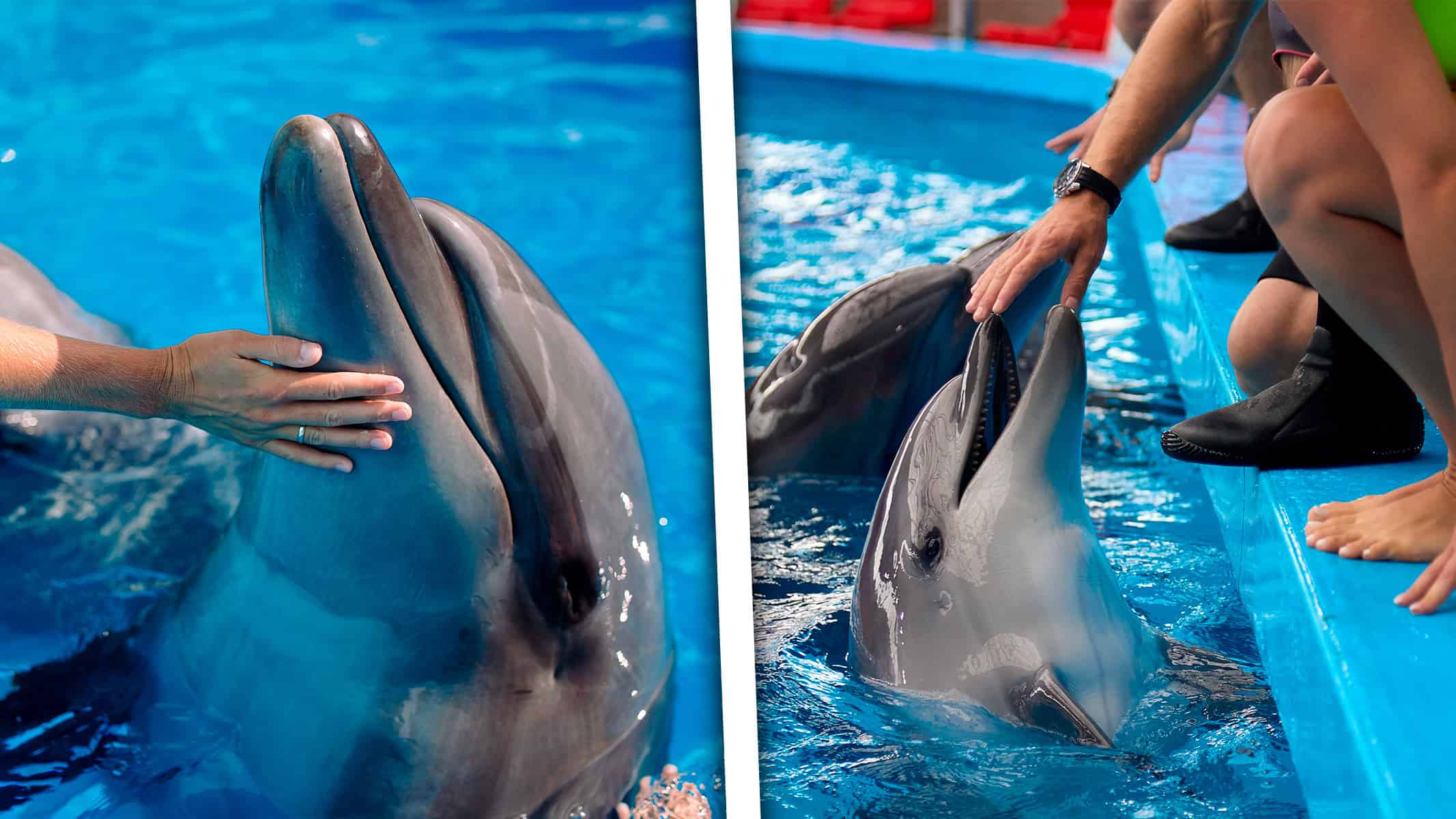 Cayo Guillermo Lanza Innovadora Terapia con Delfines para Atraer Turistas de Bienestar