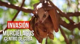 ¡Invasión de Murciélagos en el Centro de Cuba! ¿Riesgo o Beneficio?