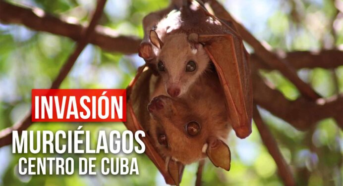 ¡Invasión de Murciélagos en el Centro de Cuba! ¿Riesgo o Beneficio?