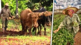 Invertir en Agricultura en Cuba: Cómo Funciona el Usufructo de Tierras en 2026
