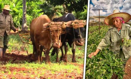 Invertir en Agricultura en Cuba: Cómo Funciona el Usufructo de Tierras en 2026