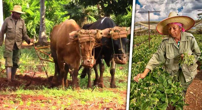 Invertir en Agricultura en Cuba: Cómo Funciona el Usufructo de Tierras en 2026