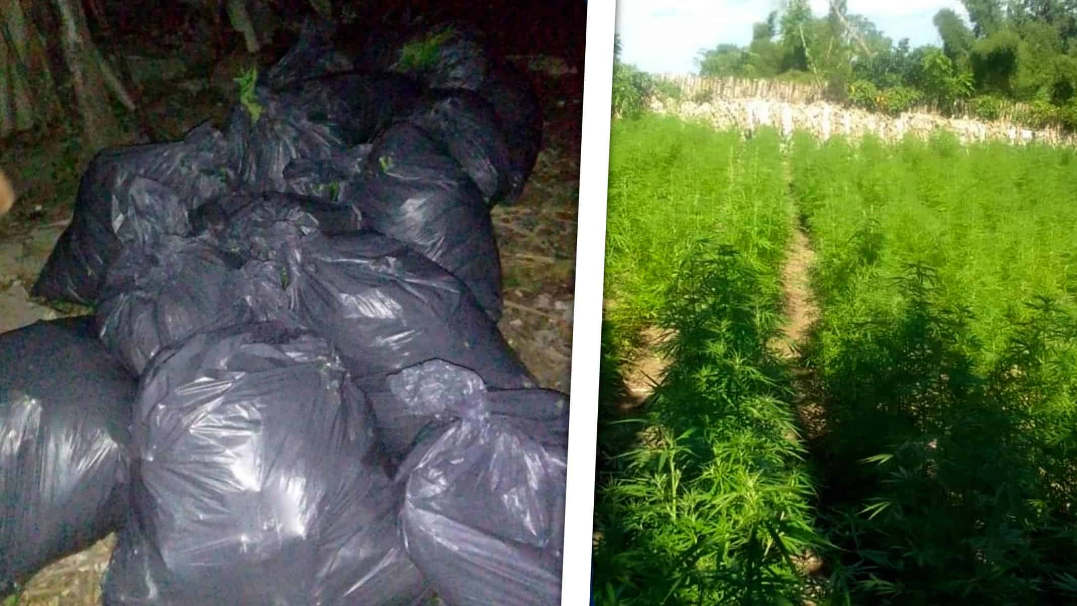 Juicio Ejemplarizante en La Habana por Tráfico de Drogas ¿Un Caso Aislado o Tendencia en Cuba?