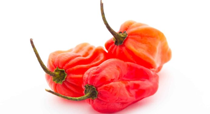 Realiza su Primera Exportación Empresa Integral Agropecuaria del Oriente Cubano