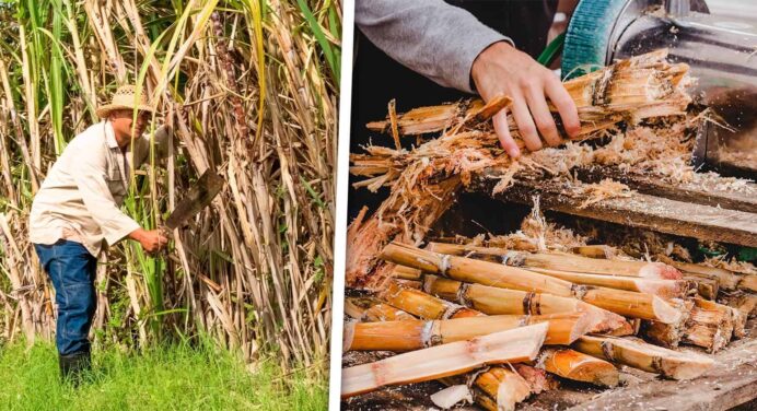 Más Derivados del Azúcar: Con Mucho Ingenio y Poco Presupuesto en Cuba
