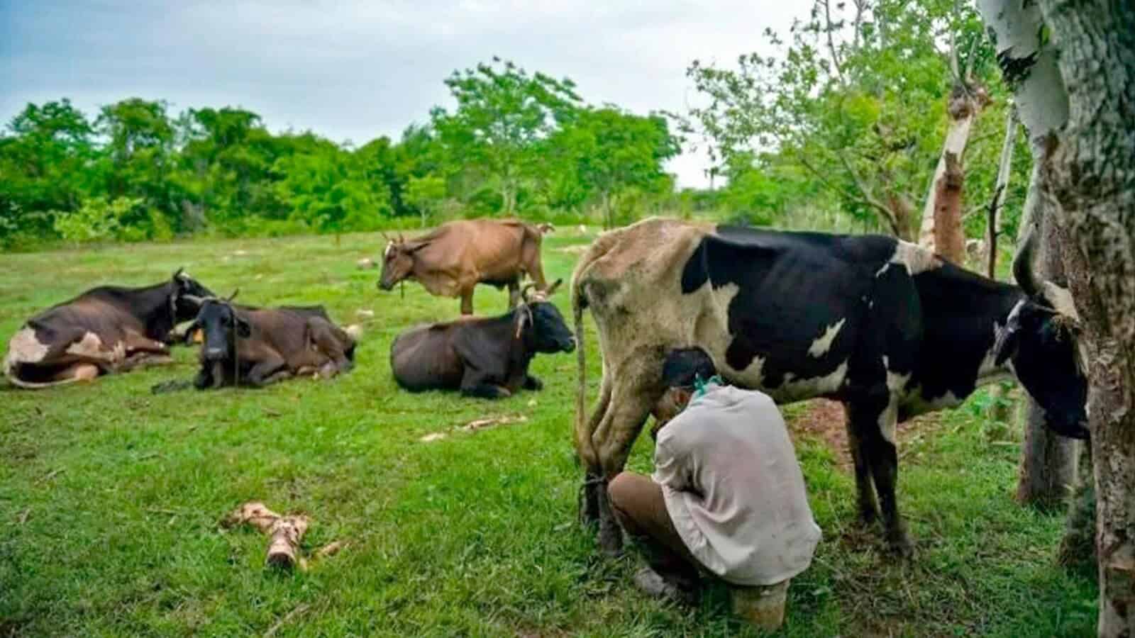 Más de 180 000 Irregularidades en el Control de Ganado en Cuba ¿Cómo Mejorar la Situación?