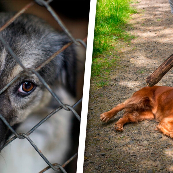 Casos de Maltrato Animal en Mayabeque: Ministerio de la Agricultura se Pronuncia