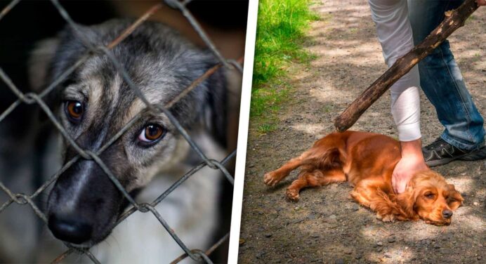 Casos de Maltrato Animal en Mayabeque: Ministerio de la Agricultura se Pronuncia