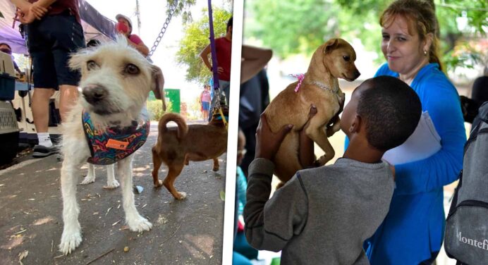 ¿Buscas una Mascota? No Te Pierdas la Feria de Adopciones en La Habana Este Sábado