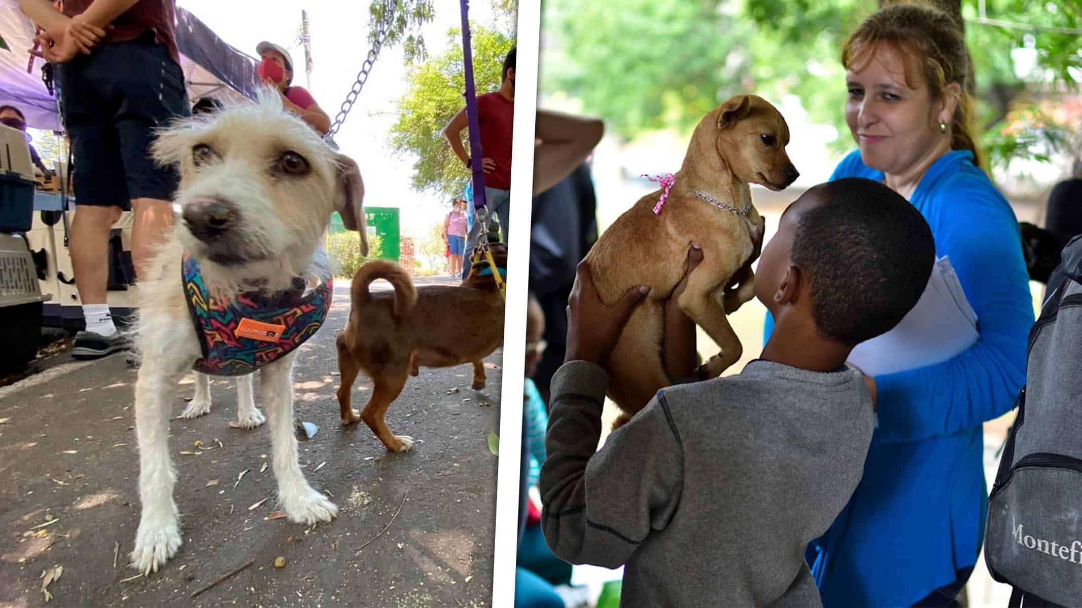 ¿Buscas una Mascota? No Te Pierdas la Feria de Adopciones en La Habana Este Sábado