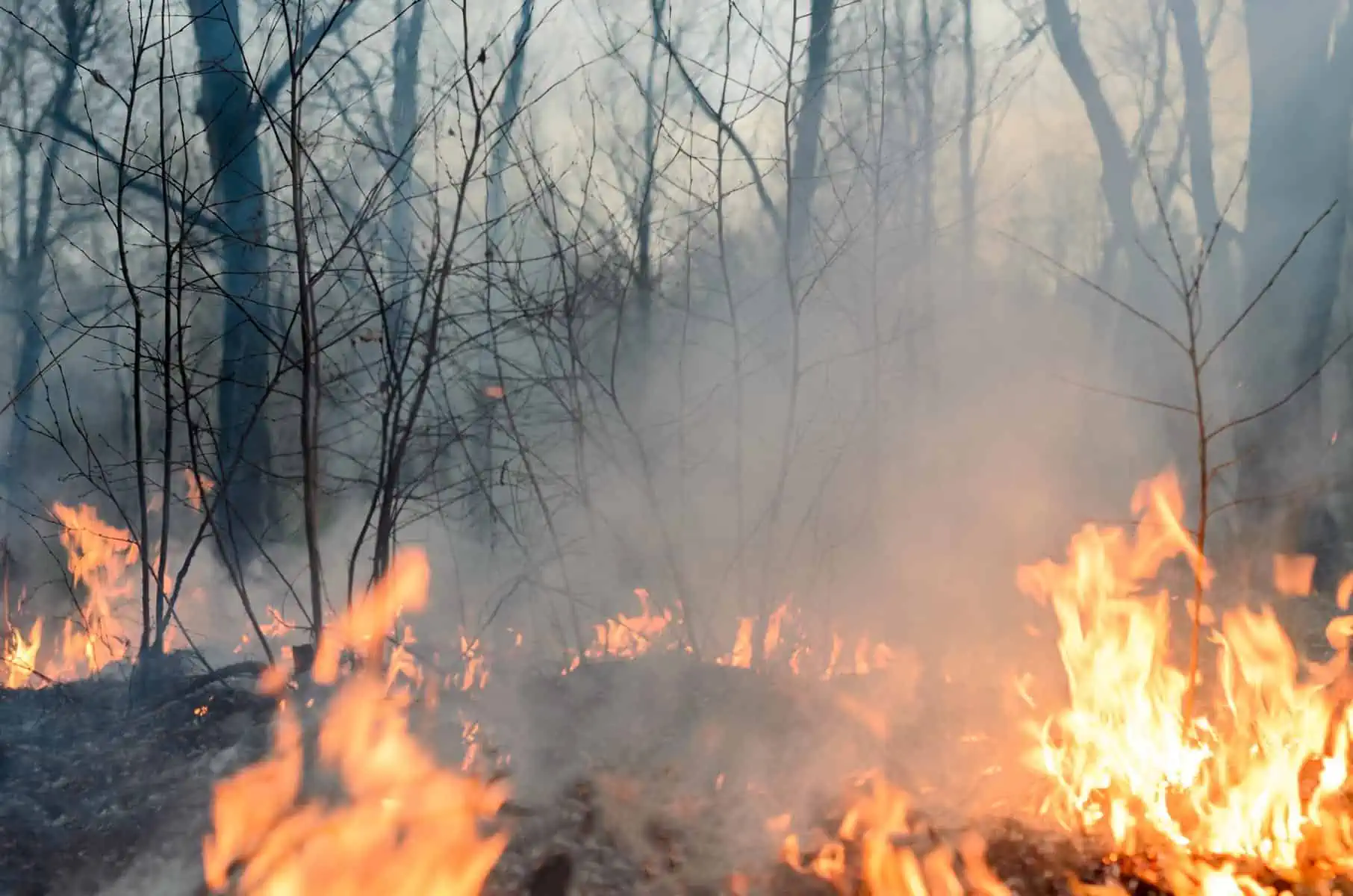Nuevo Incendio Forestal de Grandes Proporciones en el Oriente de Cuba