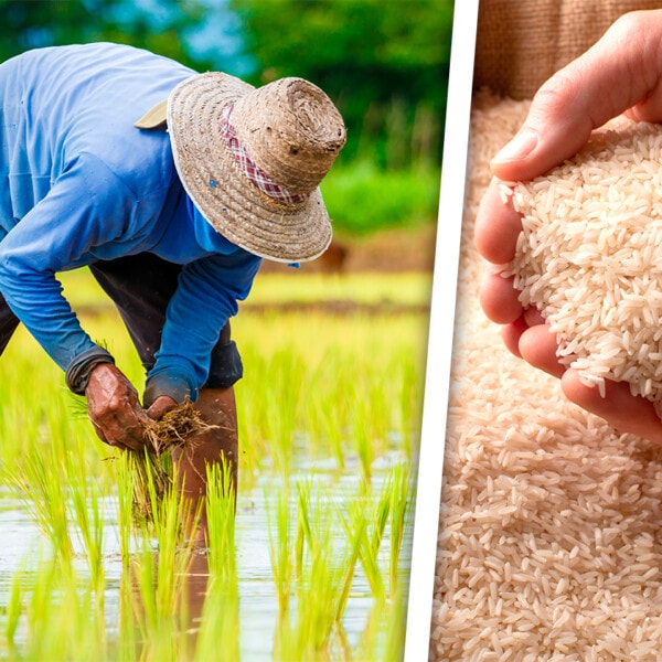 Oriental Provincia Cubana Proyecta Crecer en Áreas de Siembra de Arroz