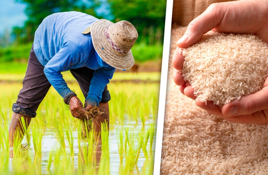 Oriental Provincia Cubana Proyecta Crecer en Áreas de Siembra de Arroz