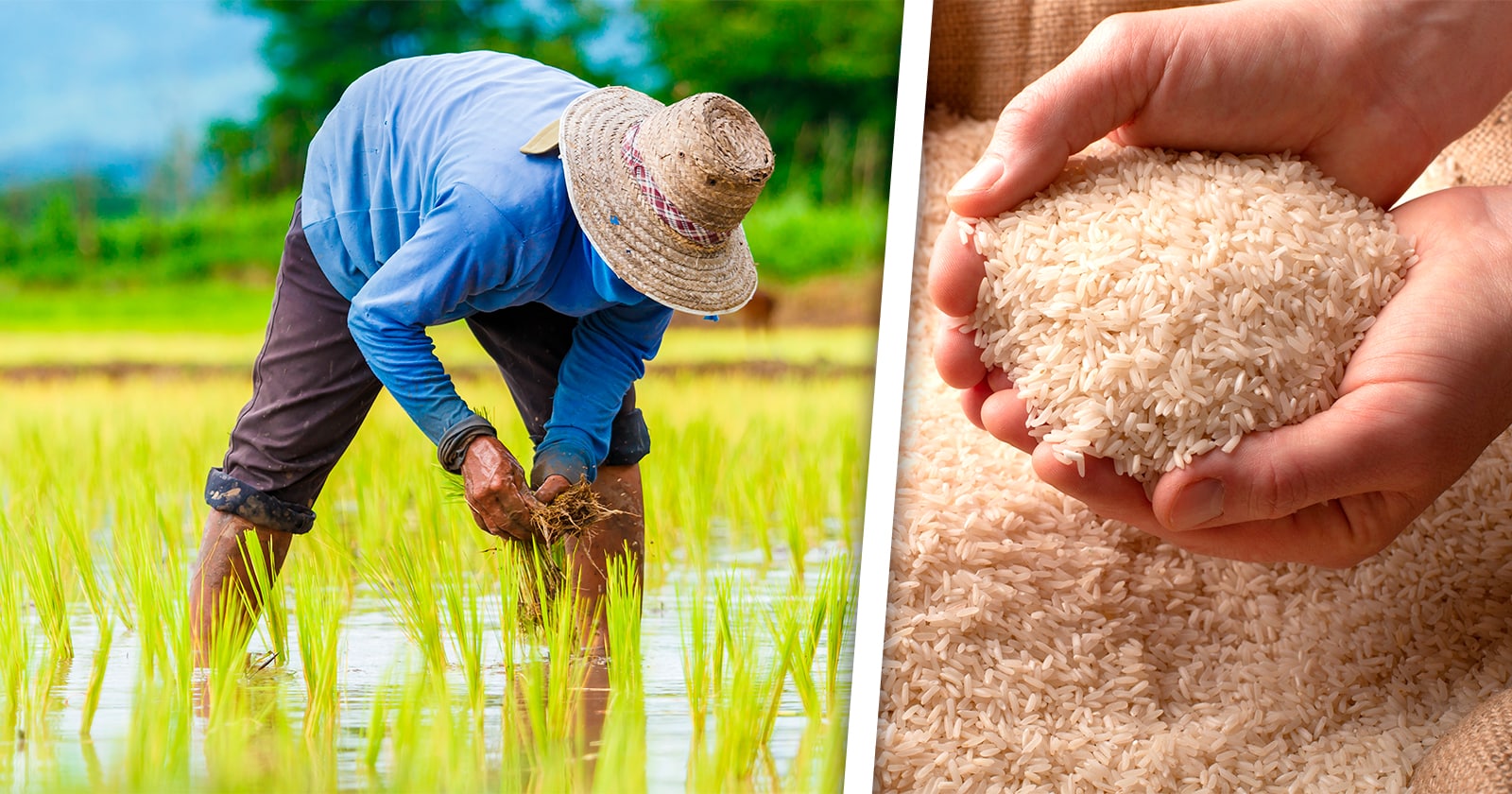 Oriental Provincia Cubana Proyecta Crecer en Áreas de Siembra de Arroz