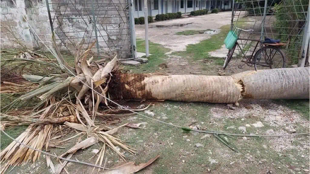 Palma Caída por el Impacto del Huracán Beryl