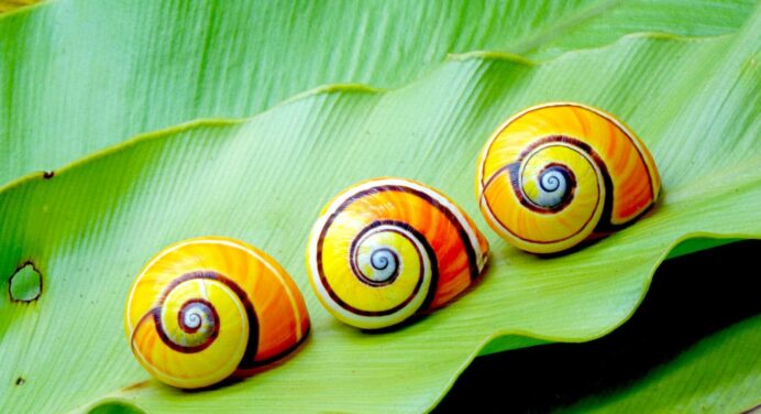 Polymita Cubana elegida Molusco del año 2022