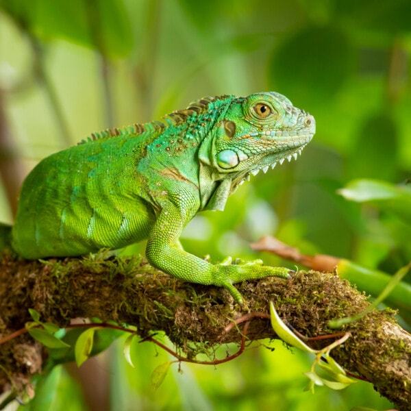 ¿Por qué Llueven Iguanas Congeladas en Florida?